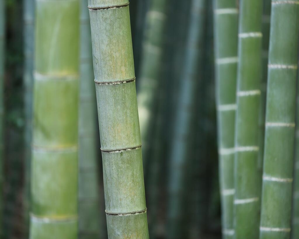 Bamboo Belgium
